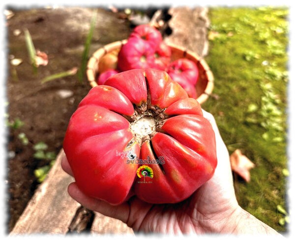 Tomate Rosa Antiguo de Graná - 25 semillas - Imagen 3