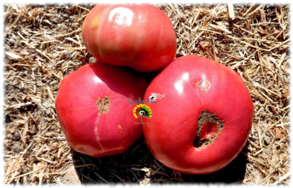 Tomate Rosa de Jaca - 20 semillas - Imagen 2