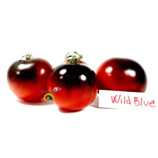 Tomate Wild Card Blue - 15 semillas - Imagen 2