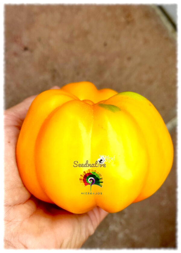 Tomate Yellow Stuffer - 15 semillas