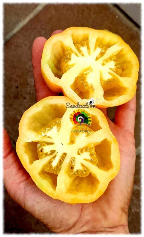 Tomate Yellow Stuffer - 15 semillas - Imagen 4