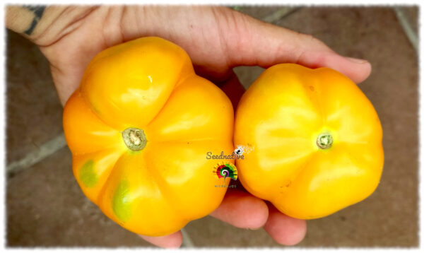 Tomate Yellow Stuffer - 15 semillas - Imagen 3