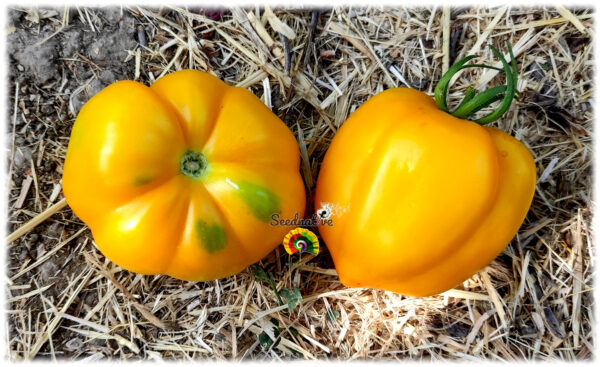 Tomate Yellow Stuffer - 15 semillas - Imagen 2