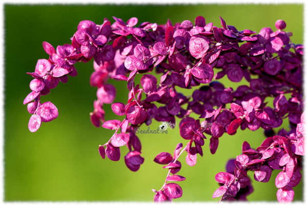 Armuelle Rojo - Atriplex hortensis - 300 semillas