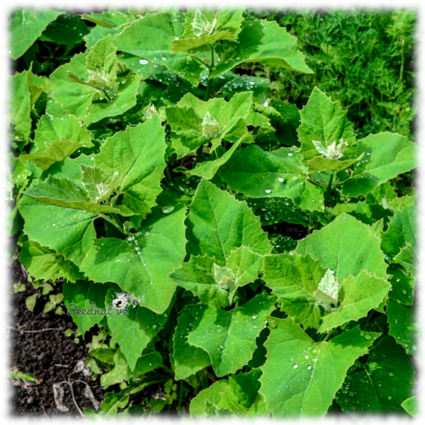 Armuelle verde - Atriplex hortensis - 300 semillas - Imagen 4