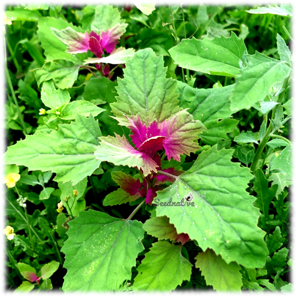 Armuelle verde - Atriplex hortensis - 300 semillas