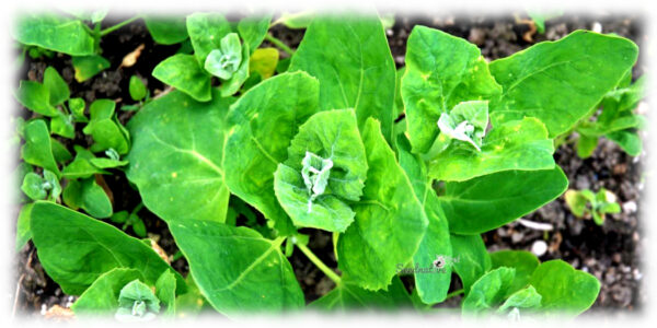 Armuelle verde - Atriplex hortensis - 300 semillas - Imagen 2