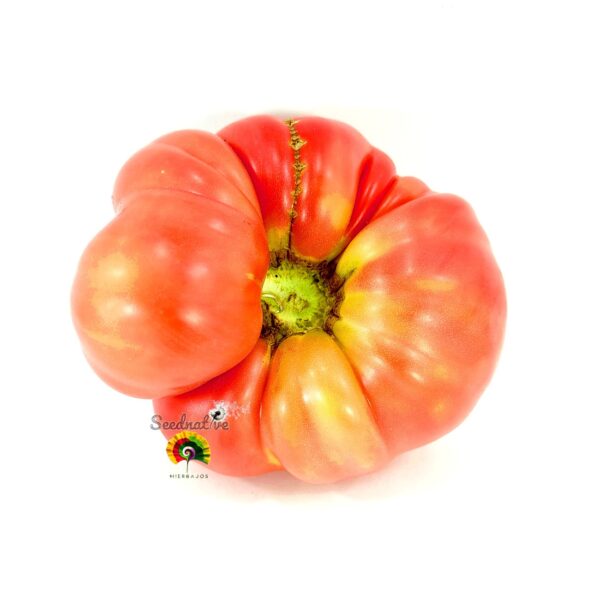 Pack de Semillas de Tomate - Tomate Gigante - 16 Variedades - Imagen 9