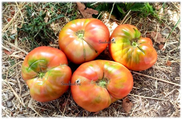 Tomate Rosa de Barbastro - 20 semillas - Imagen 4