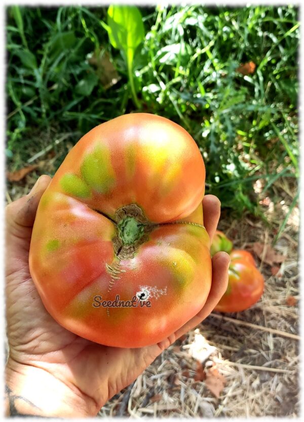 Tomate Rosa de Barbastro - 20 semillas - Imagen 3