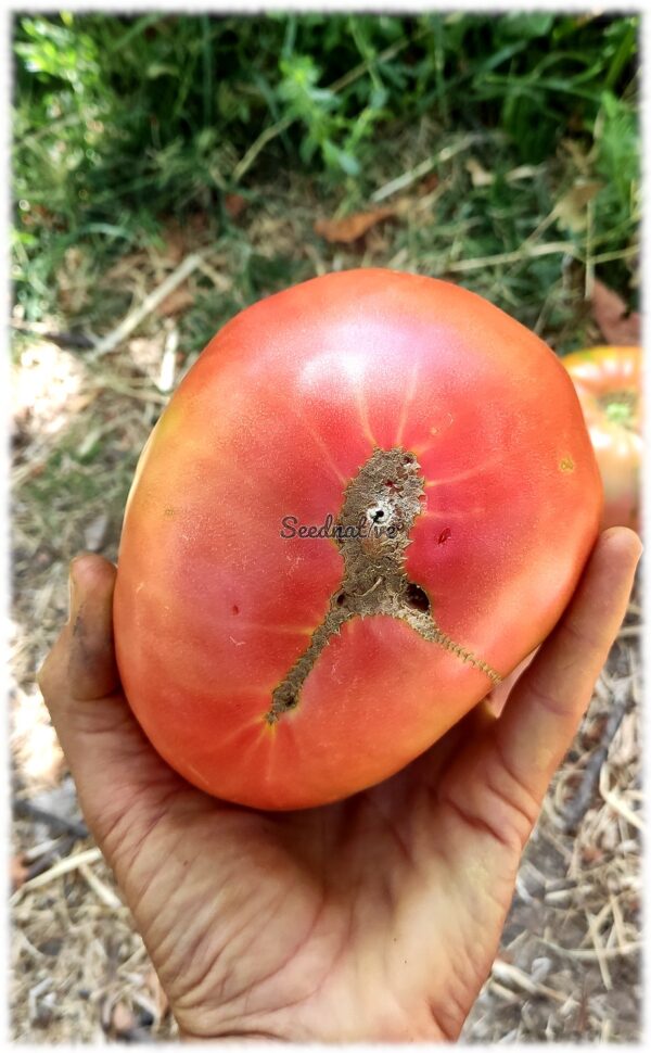 Tomate Rosa de Barbastro - 20 semillas - Imagen 2