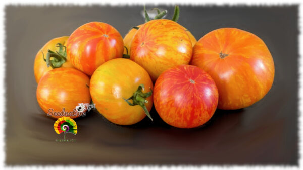 Tomate Beauty Queen - 20 semillas - Imagen 2