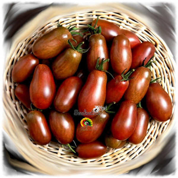 Tomate Ciruela negra - 30 semillas - Black Plum - Imagen 3