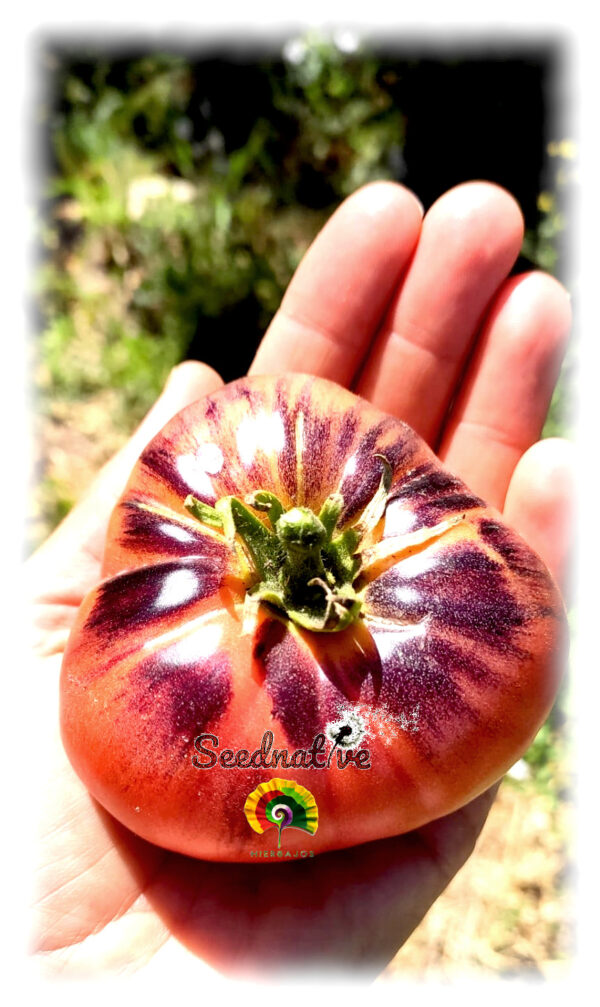 Tomate Blue beauty - 25 semillas - Imagen 3