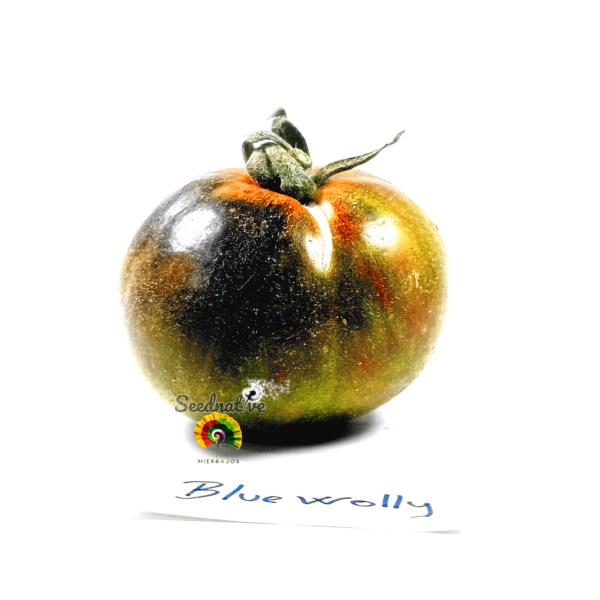 Tomate Blue wolly - 10 semillas - Imagen 3