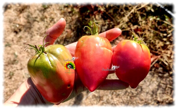 Tomate Teta de Cabra - 15 semillas - Imagen 2