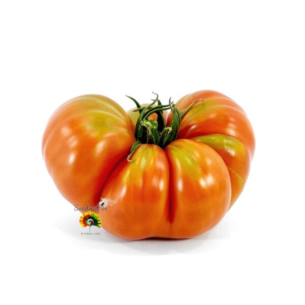 Pack de Semillas de Tomate - Tomate Gigante - 16 Variedades - Imagen 10