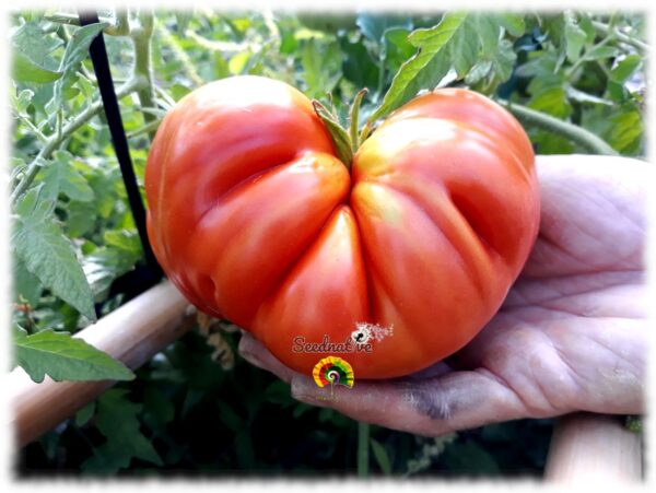 Tomate De Caña Andaluz - 30 semillas - Imagen 2