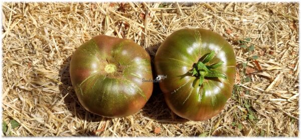 Tomate Cenizo del Cañamares - 15 semillas - Imagen 2