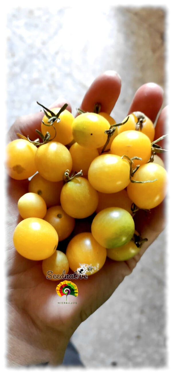 Tomate Cereza blanca - 50 semillas - Imagen 2