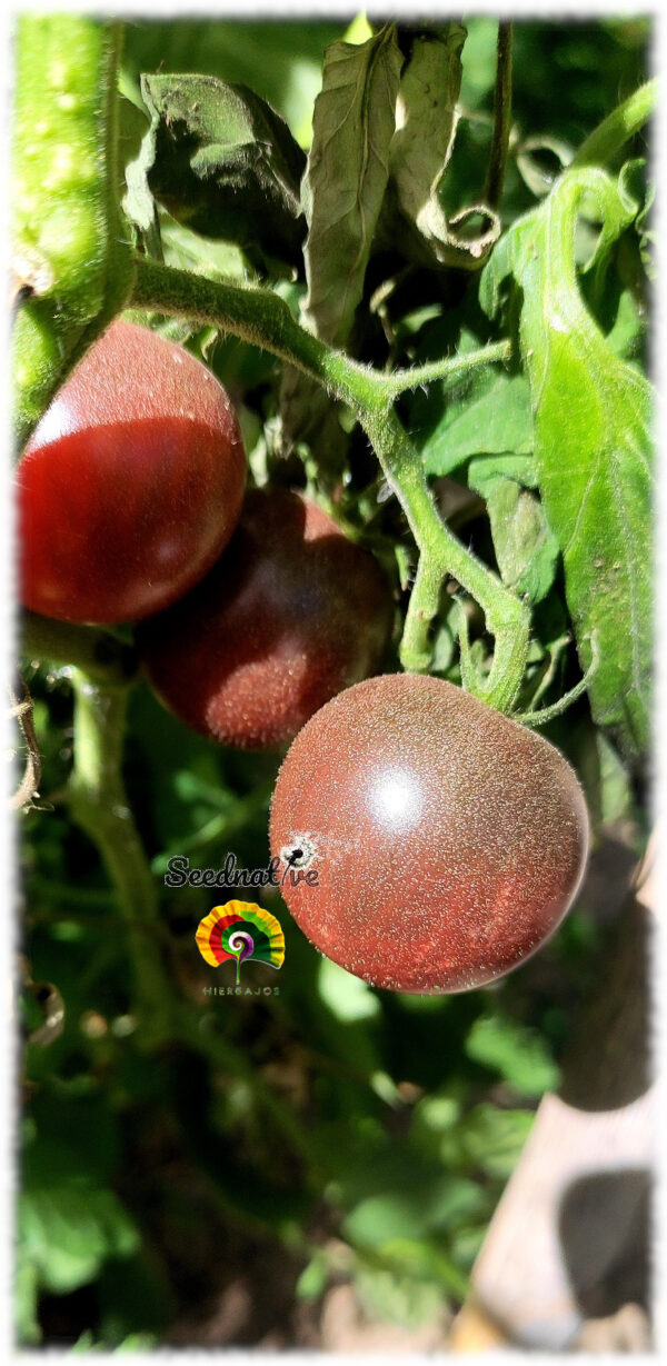 Tomate Chocolate Cherry - 30 semillas - Imagen 3