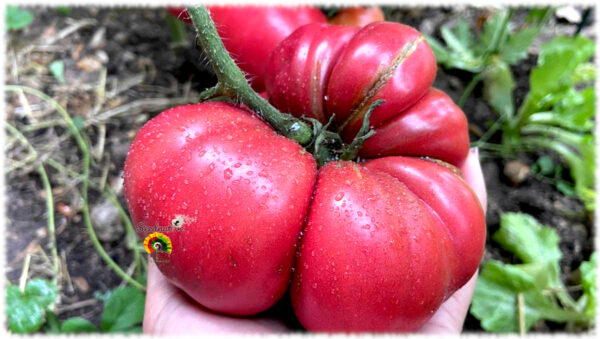 Tomate Crnkovic Yugoslavian - 20 semillas - Imagen 2