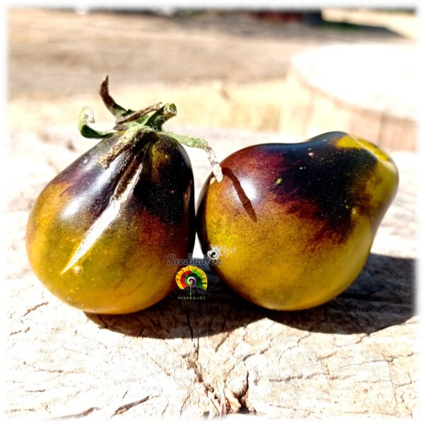 Tomate Flanders Contrast - 10 semillas