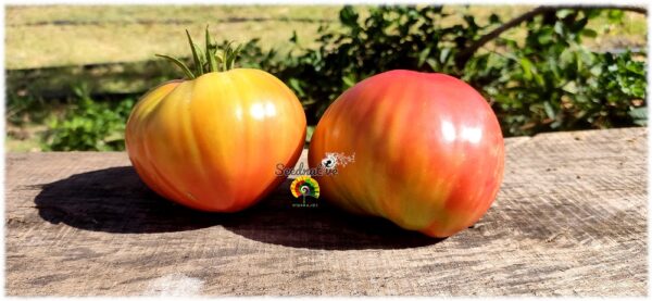 Tomate Gordal valenciano Del Perelló - 20 semillas - Imagen 3