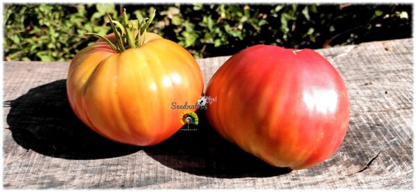 Tomate Gordal valenciano Del Perelló - 20 semillas - Imagen 2