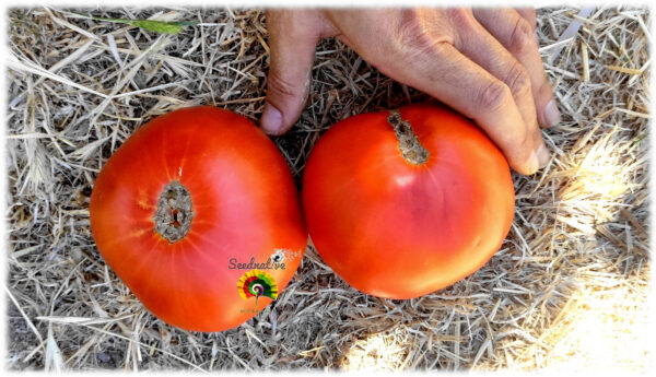 Tomate Gordón Murciano - 25 semillas - Imagen 2