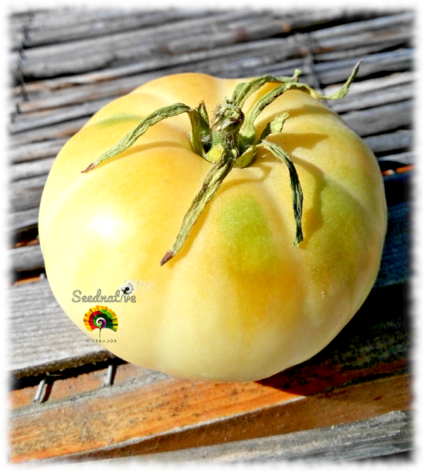 Tomate Great White - 25 semillas - Imagen 2