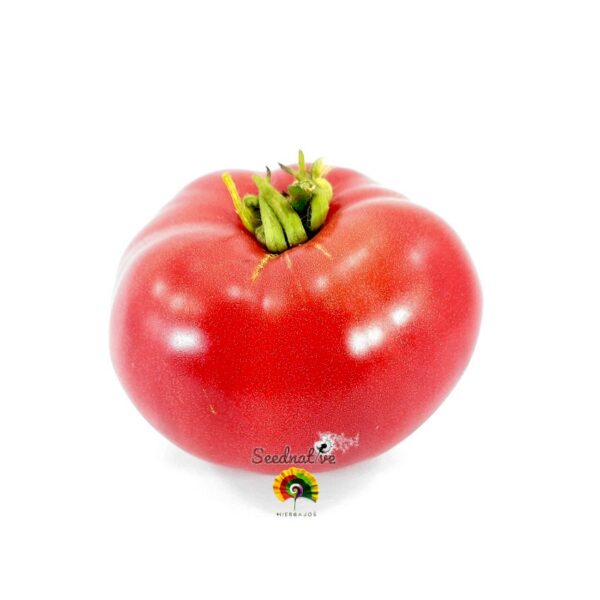 Tomate Gregory Altai - 30 semillas - Imagen 2