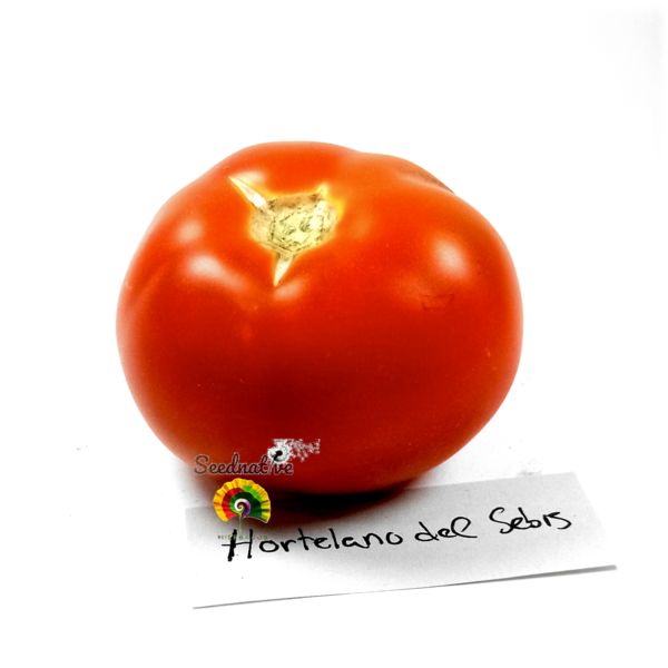 Tomate Hortelano del Sebis - 50 semillas