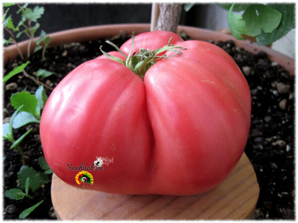 Tomate Huevo de Toro - 25 semillas - Imagen 2