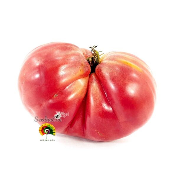 Pack de Semillas de Tomate - Tomate Gigante - 16 Variedades - Imagen 6