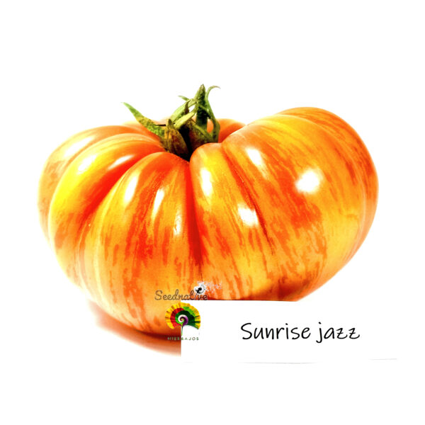 Tomate Sunrise Jazz - 15 semillas - Imagen 5