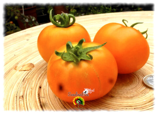 Tomate Kaiserin Sissi - 20 semillas - Imagen 2