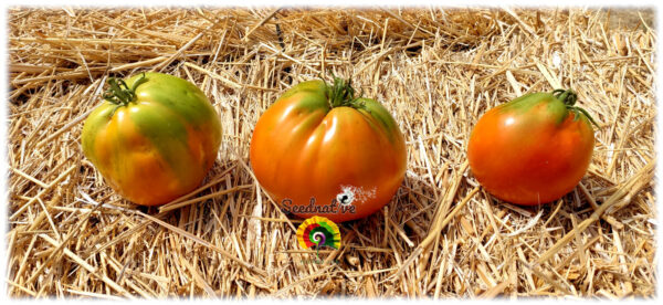 Tomate Mazcuerras - 10 semillas - Imagen 3