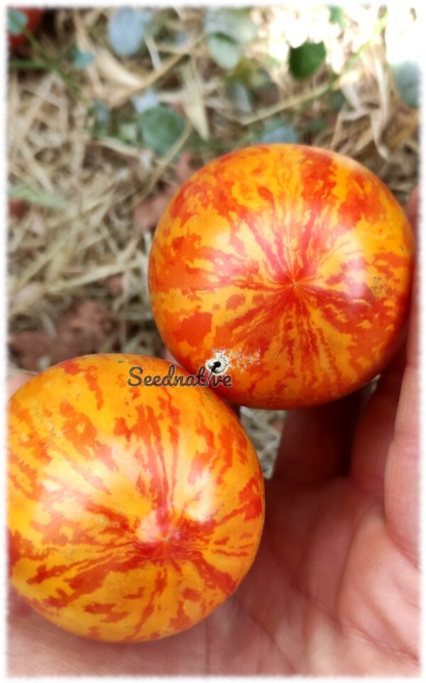 Tomate de Pascua - 10 semillas - Imagen 4