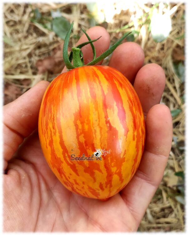 Tomate de Pascua - 10 semillas - Imagen 5