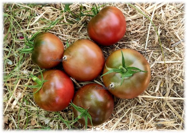 Tomate Negrillo de Crimea - 30 semillas