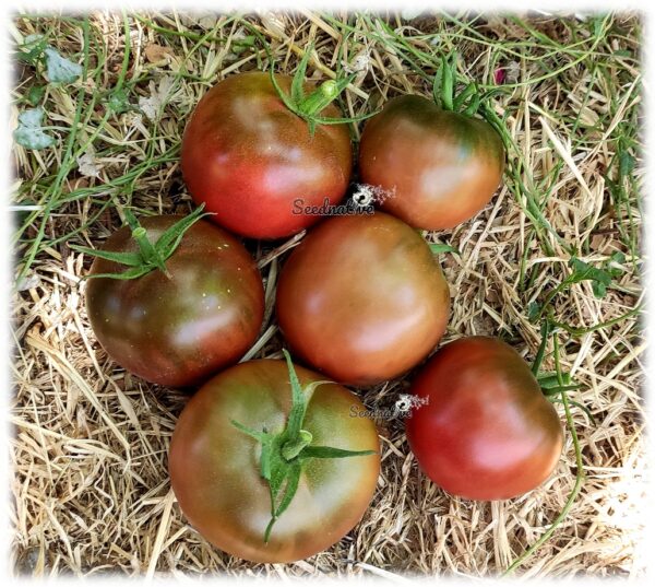 Tomate Negrillo de Crimea - 30 semillas - Imagen 2