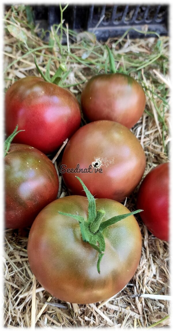 Tomate Negrillo de Crimea - 30 semillas - Imagen 3