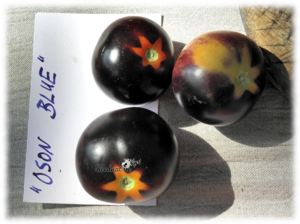 Tomate Oson blue - 15 semillas - Imagen 2