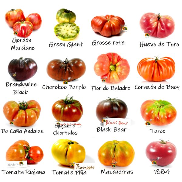 Pack de Semillas de Tomate - Tomate Gigante - 16 Variedades