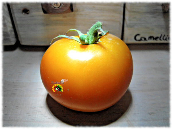 Tomate Russian Persimmon - 30 semillas - Imagen 3