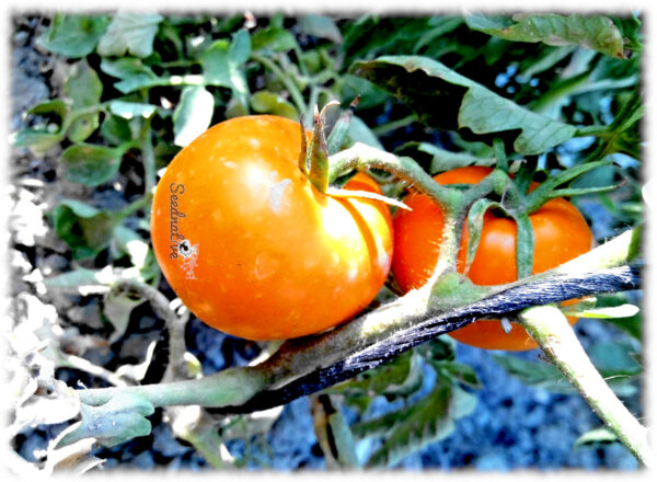 Tomate Russian Persimmon - 30 semillas - Imagen 2