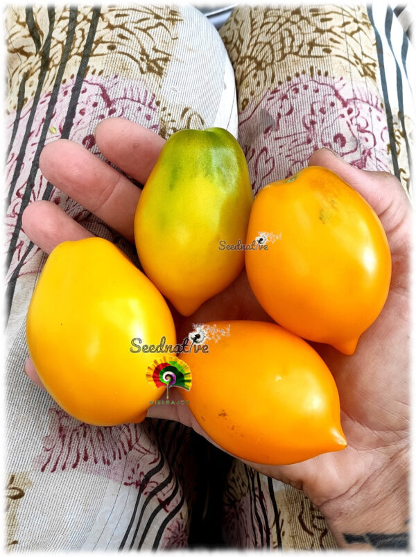 Tomate Plum Lemon - 15 semillas