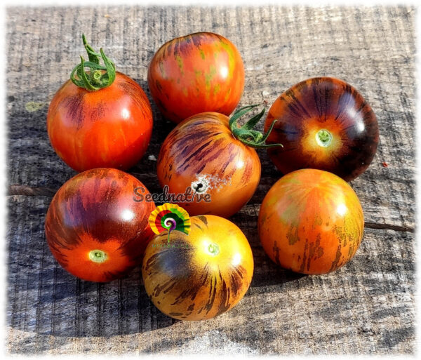 Tomate Purple Dragon - 30 semillas - Imagen 2