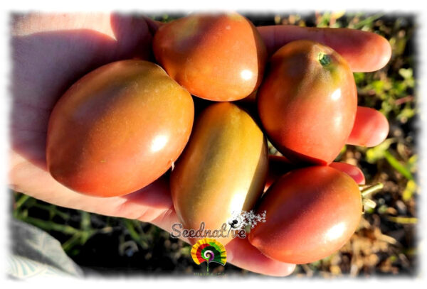 Tomate Purple Russian - 25 semillas - Imagen 3